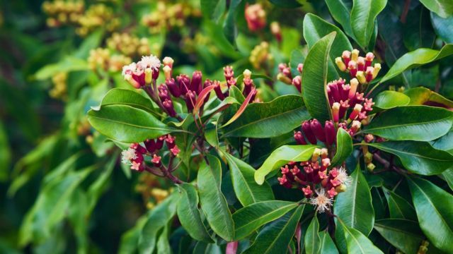 Clove Pepper GOL Mirchi - Pimenta Dioica (Myrtaceae) : All Spice Plant Sweet and Pleasant Aromatic Fragrance (1 Healthy Live Plant)