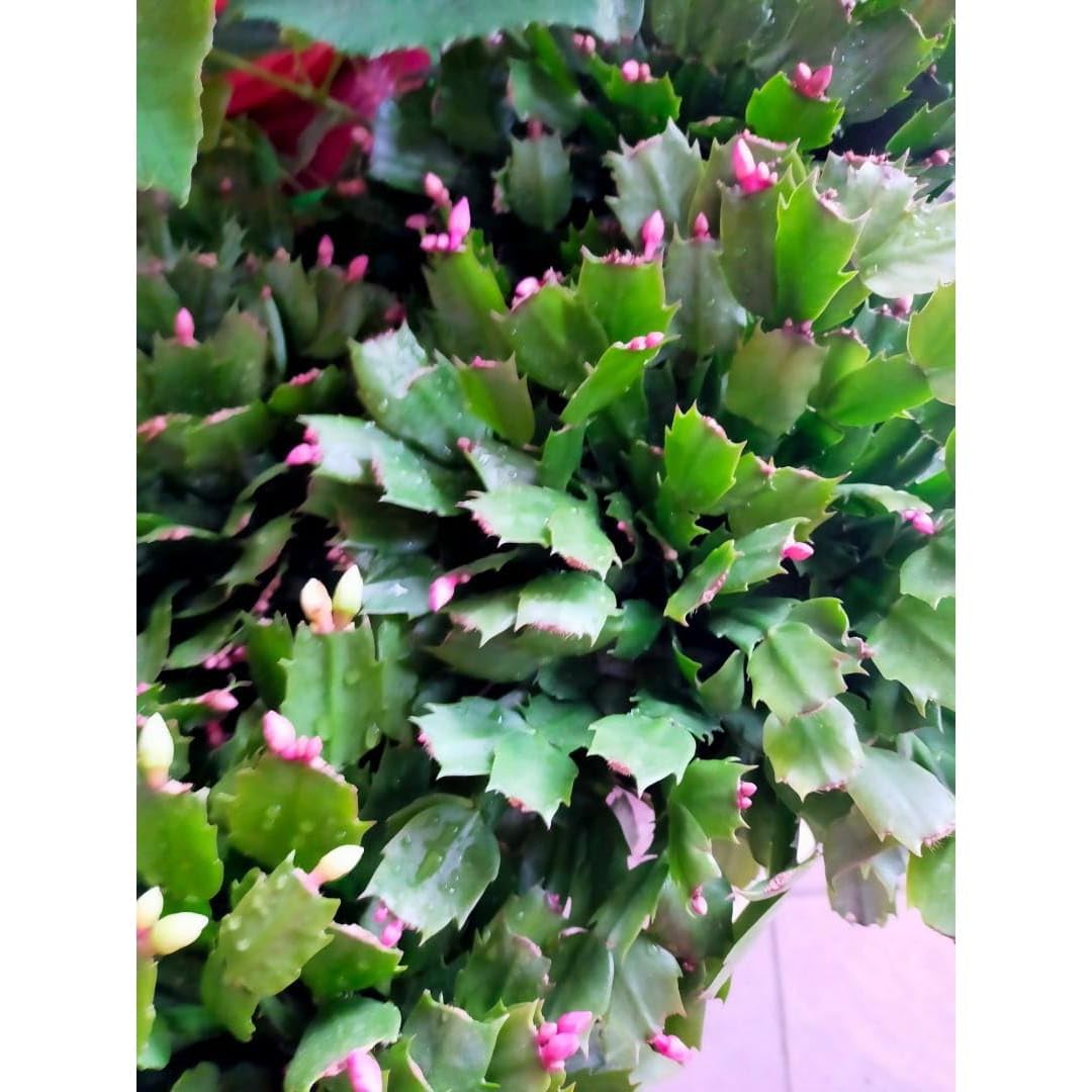 JAIGO Cactus Echinopsis Syncopation Vibrant Pink Flowering Cactus Live Plant