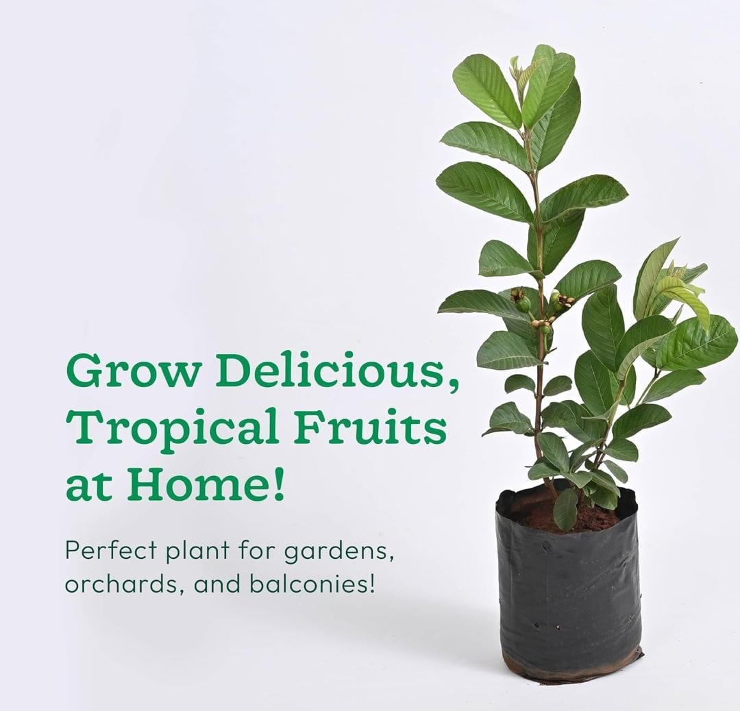 Guava Plant - Hybrid All Seasons | Healthy Large Live Plant for Home & Garden in GrowBag