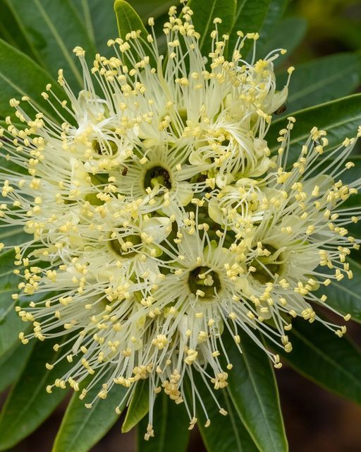 First Love Yellow Flower Live Plant (Xanthostemon chrysanthus)