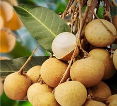 Matri Bhumi Dragon eye, Longan, Dimocarpus Longan(Ash Fol) fruit plant"Air Layered" Healthy Live Plant (Fruit After 1 Year) Pack of 1.