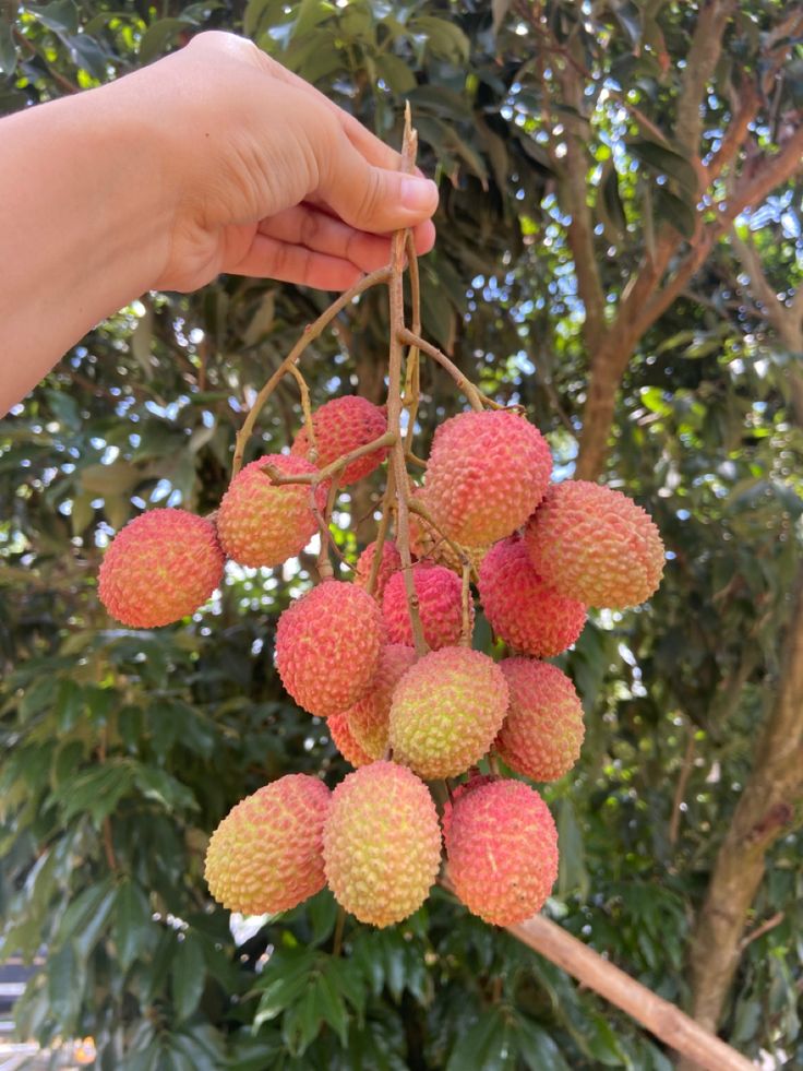 Muzaffarpur Shahi Litchi Plant/Lychee/Lichu-Rare, High-Yield All Time