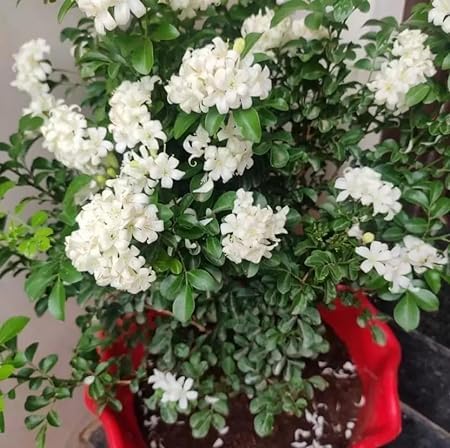 Madhukamini Plant – Live Madhu Kamini Flower Plant, Air Layered, (1.5-2 Feet Tall), Flower After 6 Months, Kamin - Tree for Outdoor & Indoor Home Garden