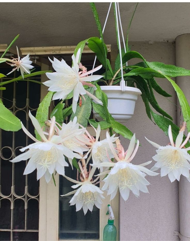 White Brahma kamal plant original Pack of 1 -Live Flower Plant For Home Garden