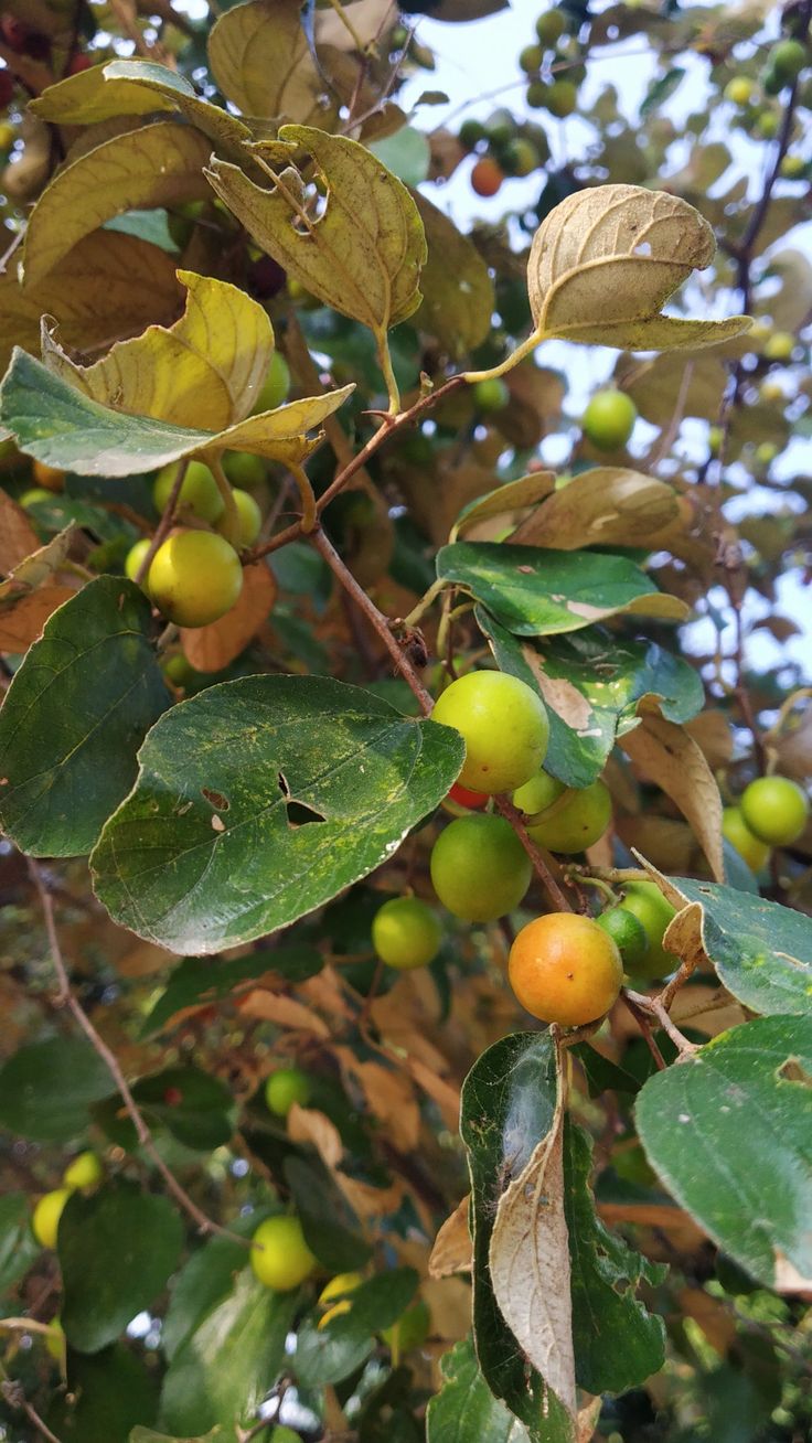 Kul/Ber Apple Tree - Grafted Hybrid