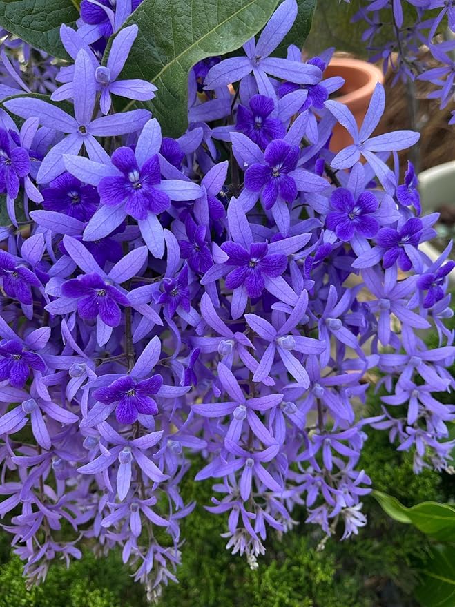 Rare Purple tagor flower live plant || nilmoni lata flower live plant PACK OF 1