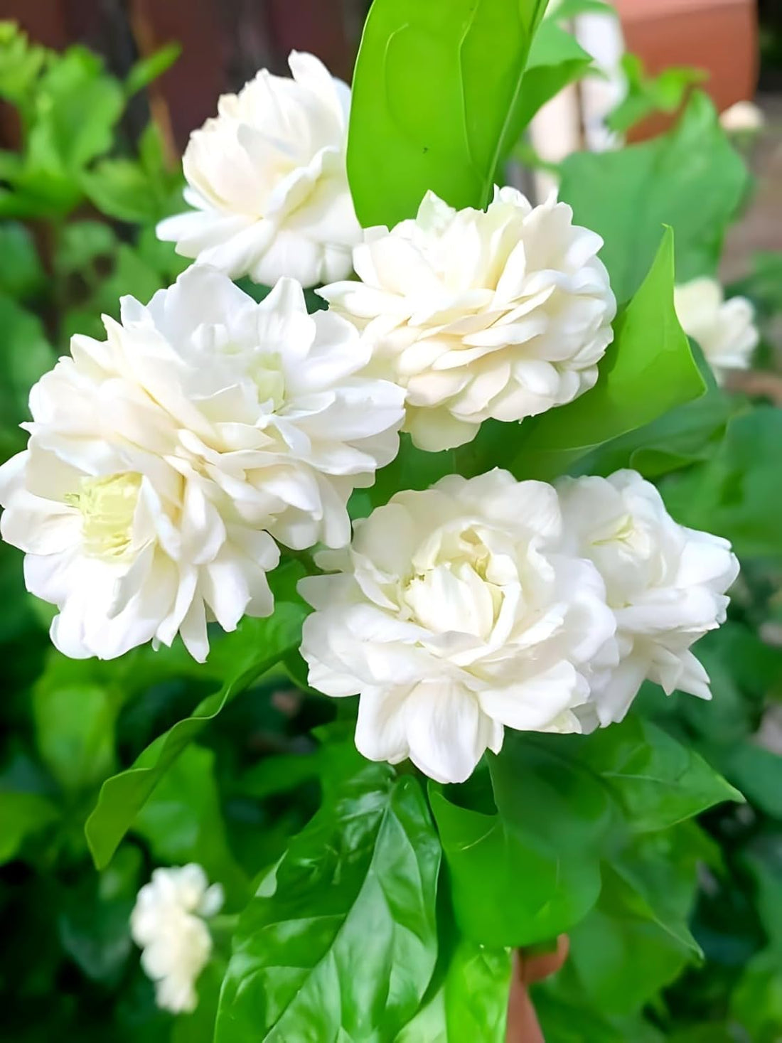Jasmine/Beli Flower/Mogra Flower/Double Petal Live Flower Plant