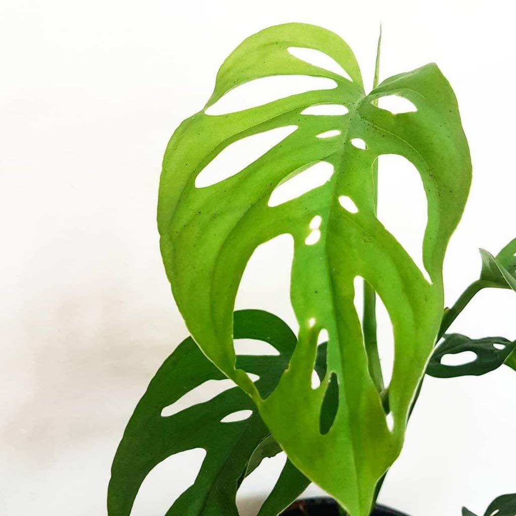 Philodendron Broken Heart Indoor Plant with Grow Bag -Live Flower Plant For Home Garden