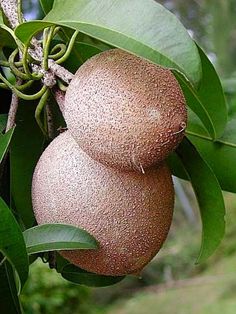 Grafted Live Thai Baramasi Chikoo/Chiku/Sapota Sweet Fruit Plant -Live Plant For Home Garden