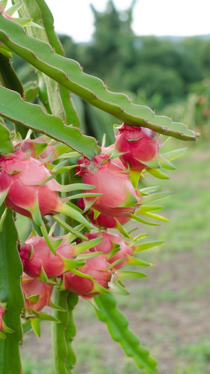 Fresh Dragon Fruit, Pink Pitaya, Tropical Exotic Fruit -Live  Plant For Home Garden