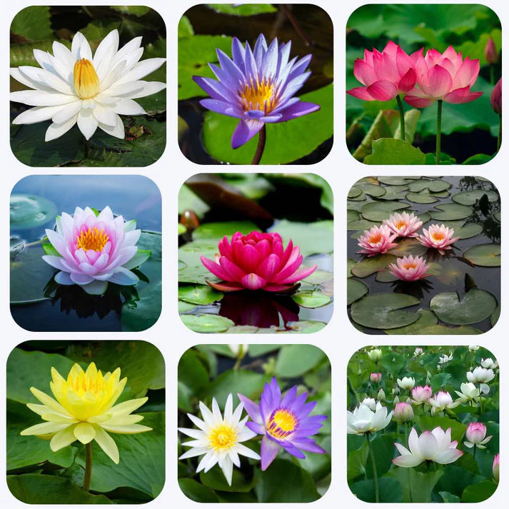 Lotus Flower Mixed Color Seeds - 20 Seeds (Kamal ke Beej/कमल के फूल के बीज) -Buy 1 Get 1 Free