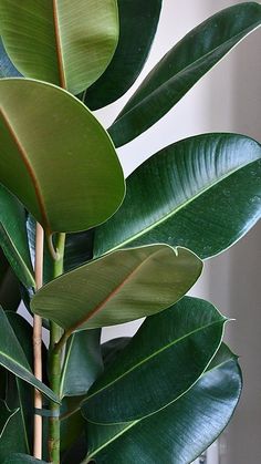 Small rubber plant indoor live plant (pack of 1)