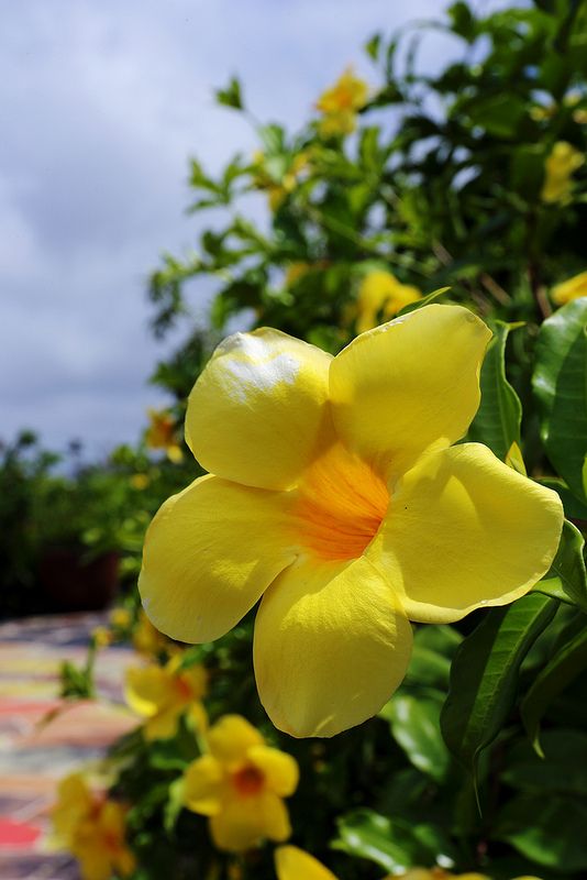 Yellow Allamanda cathartica Round the Year Flower Live Plant